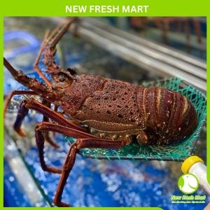 Tôm Hùm Nam Úc Sống