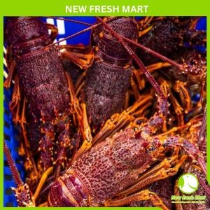 Tôm Hùm Nam Úc Sống