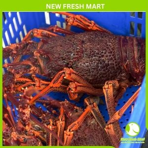 Tôm Hùm Tây Úc Sống