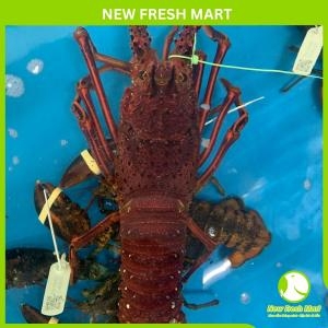 Tôm Hùm Tây Úc Sống