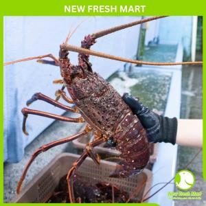 Tôm Hùm Tây Úc Sống