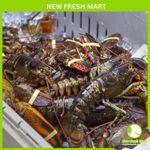 Tôm Hùm Canada Sống Size 500G-700G