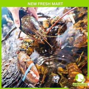 Tôm Hùm Canada Sống Size 500G-700G