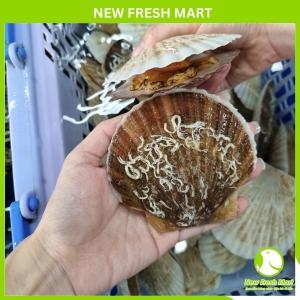 Sò Điệp Nhật Nguyên Con Sống