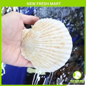Sò Điệp Nhật Nguyên Con Sống